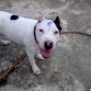 es un buen pitbull muy obediente y le gusta jugar cualquier cosa